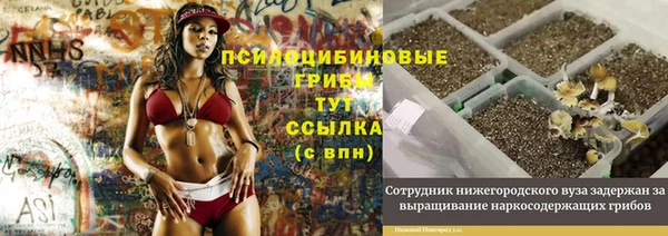 прущие грибы Абаза